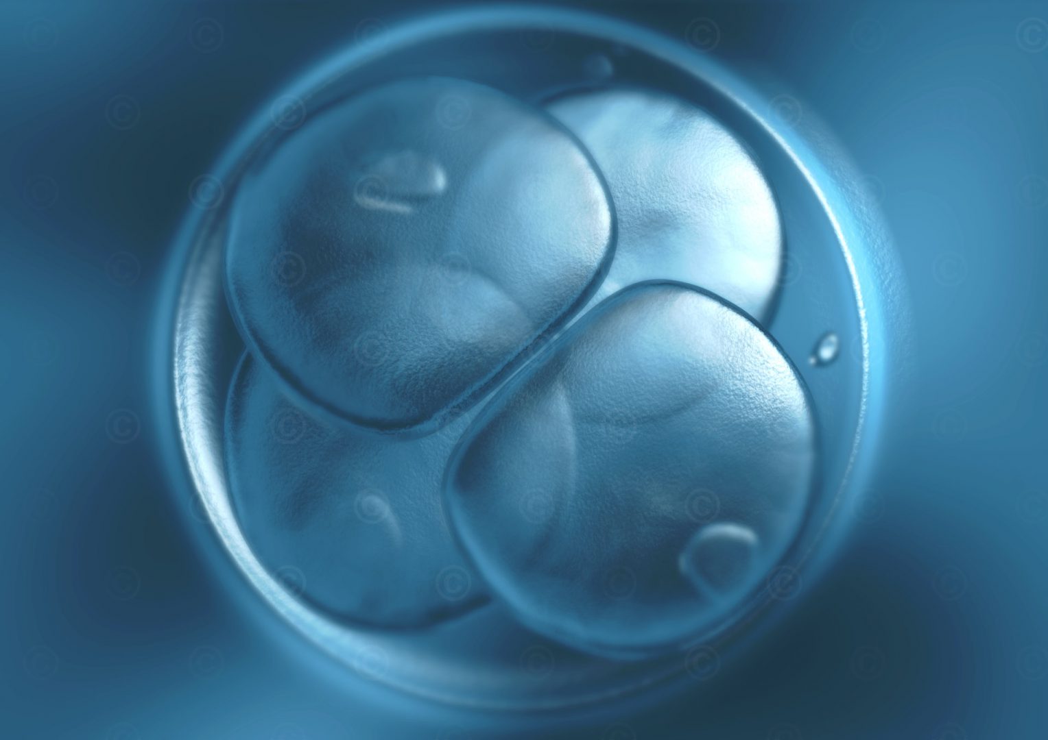 Illustration befruchtete Eizelle MedicalGraphics