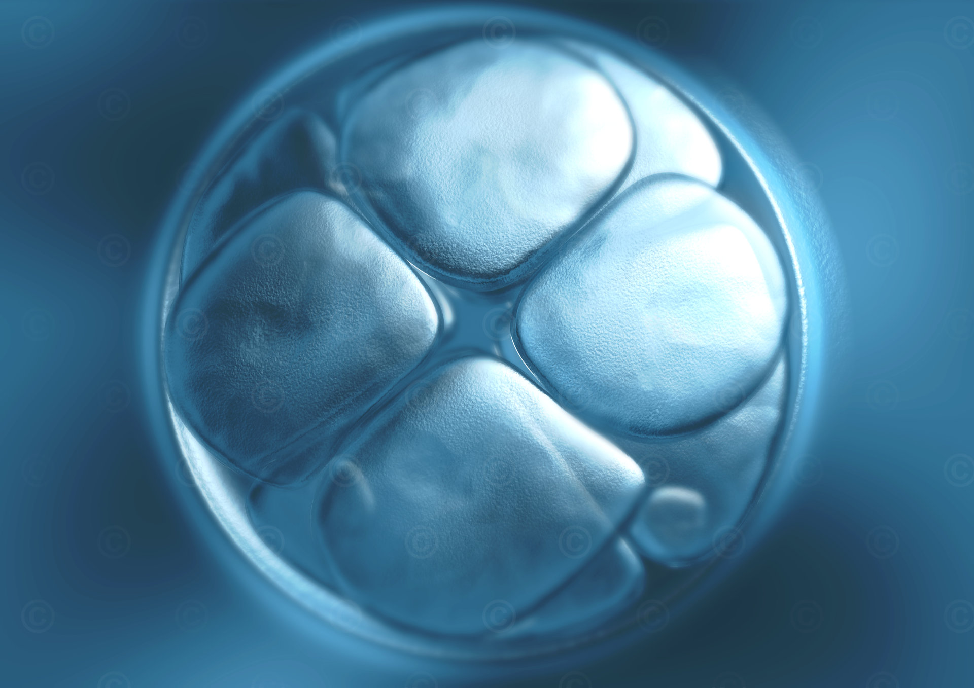 oocytes - 3. division