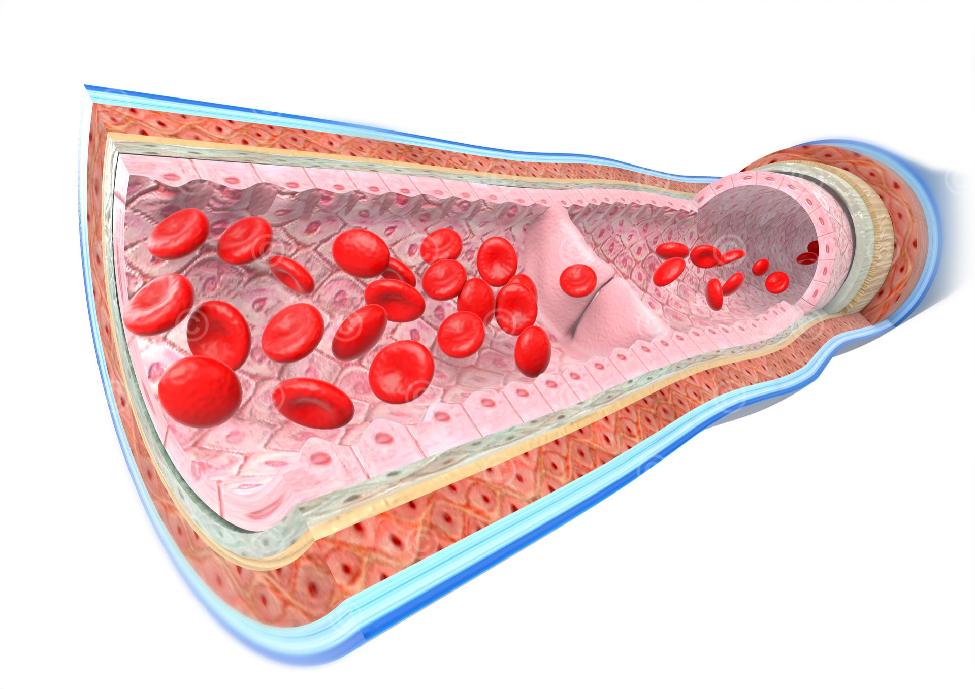 Anatomy vein - white background