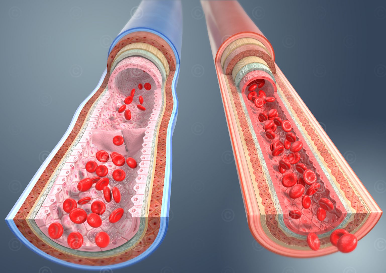 Illustration Anatomy Blood Vessels MedicalGraphics Illustration Anatomy Blood Vessels MedicalGraphics