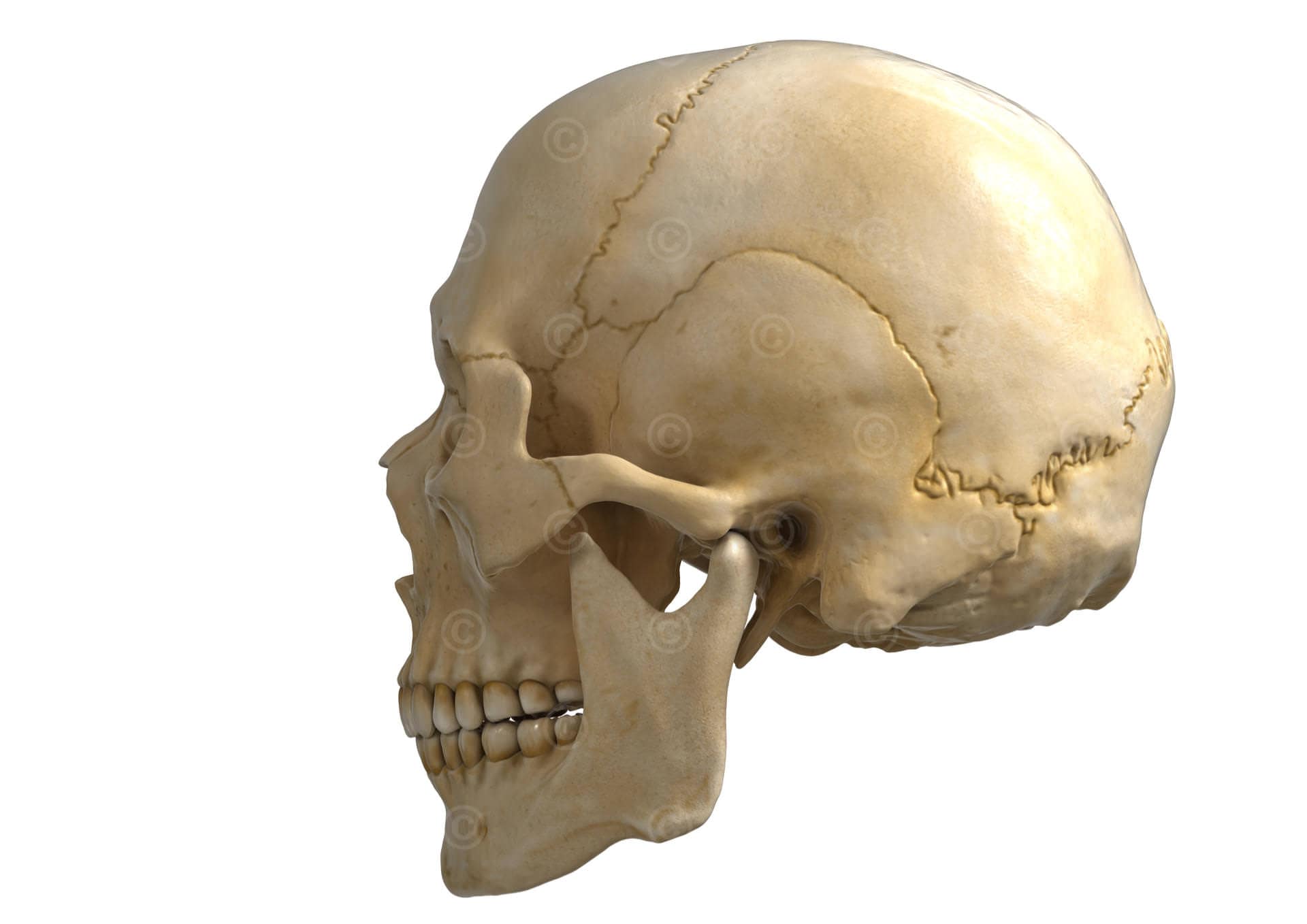 Cranium + Mandible - lateral view