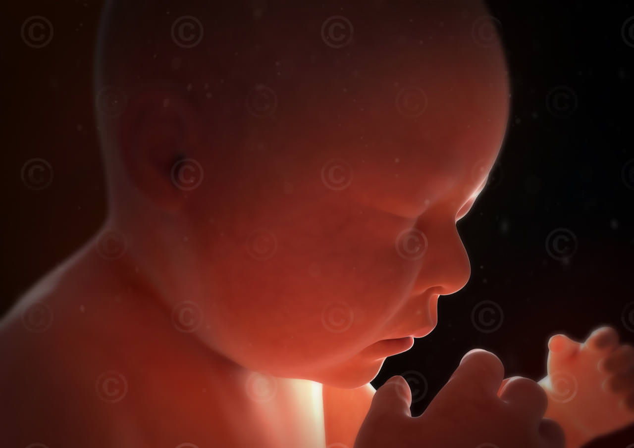 foetus gesicht seite