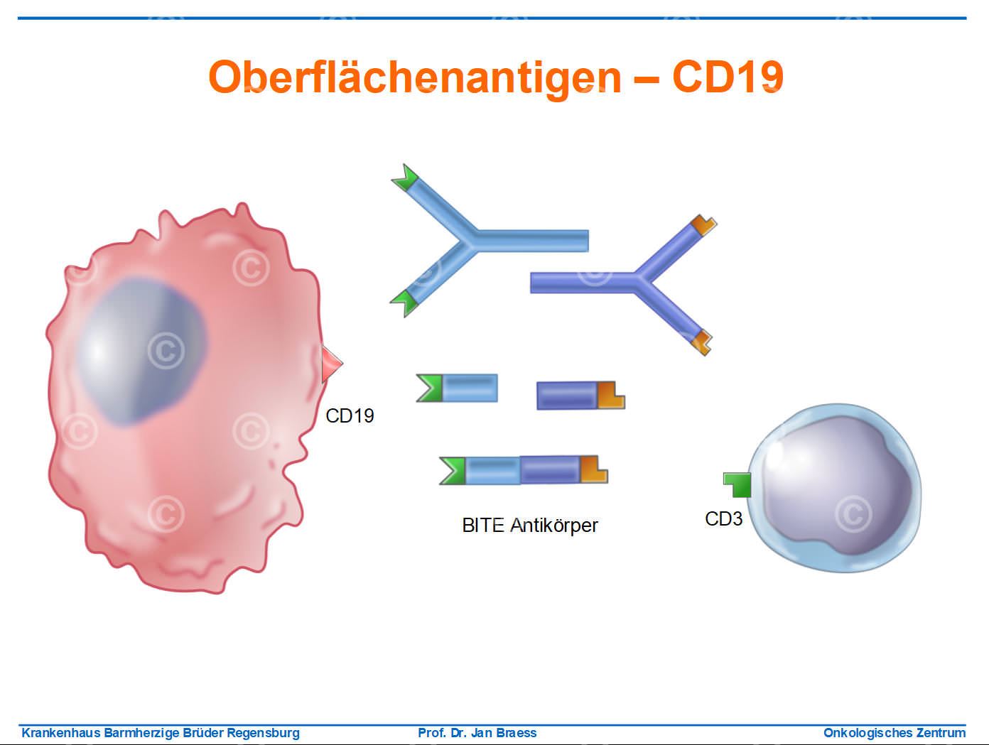 Prinzipien Krebs-Immuntherapie