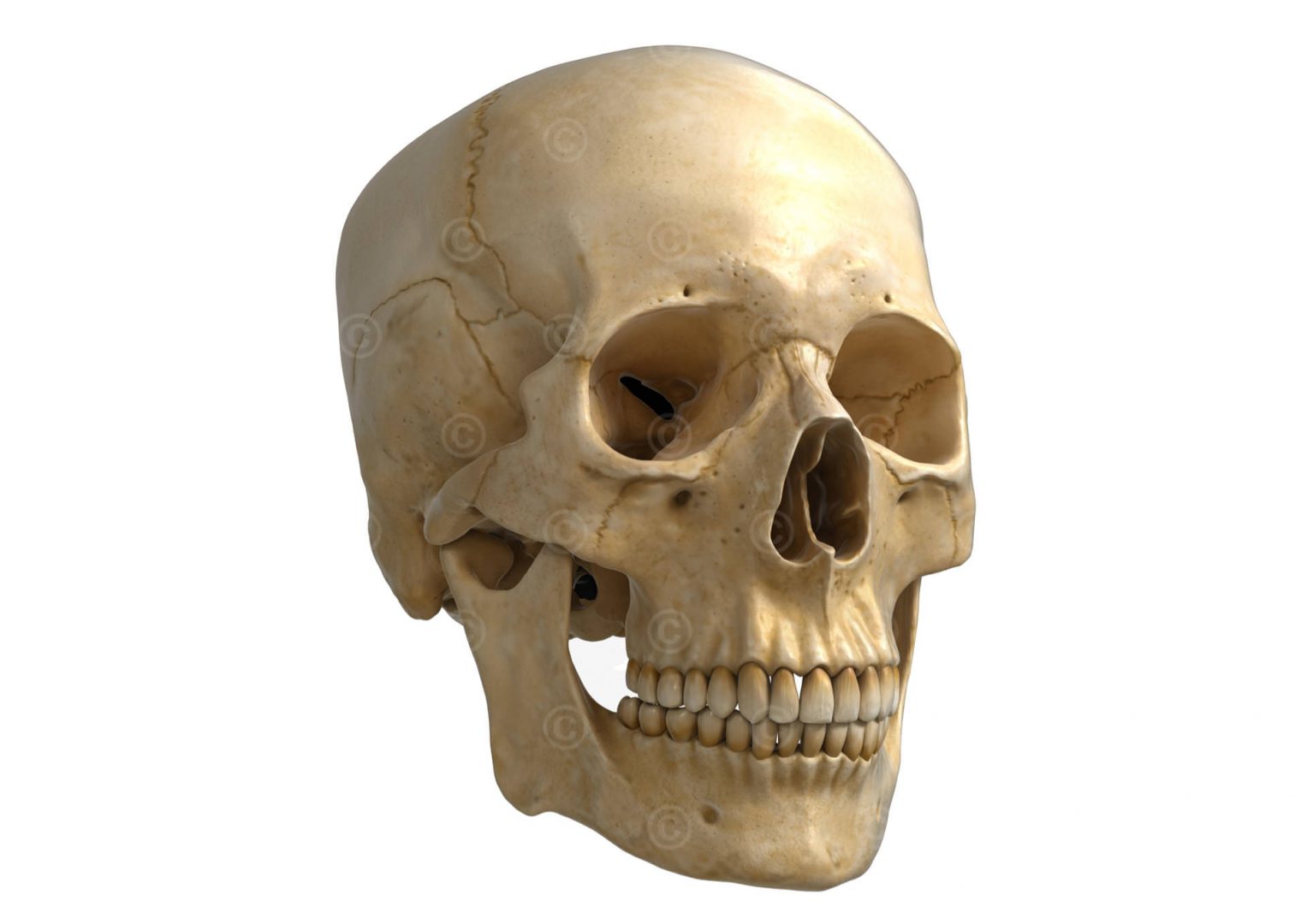 Anatomie Schädel