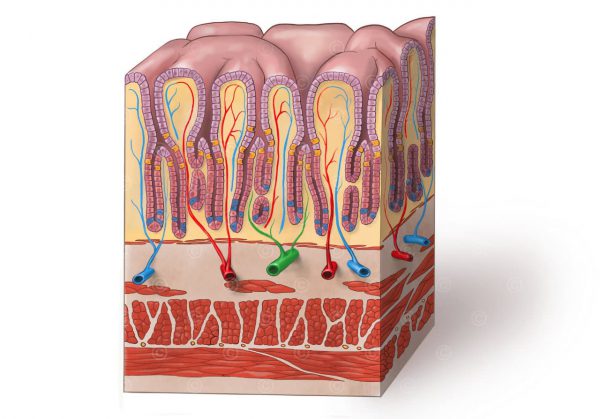 Graphic gastric glands Biology Diagrams
