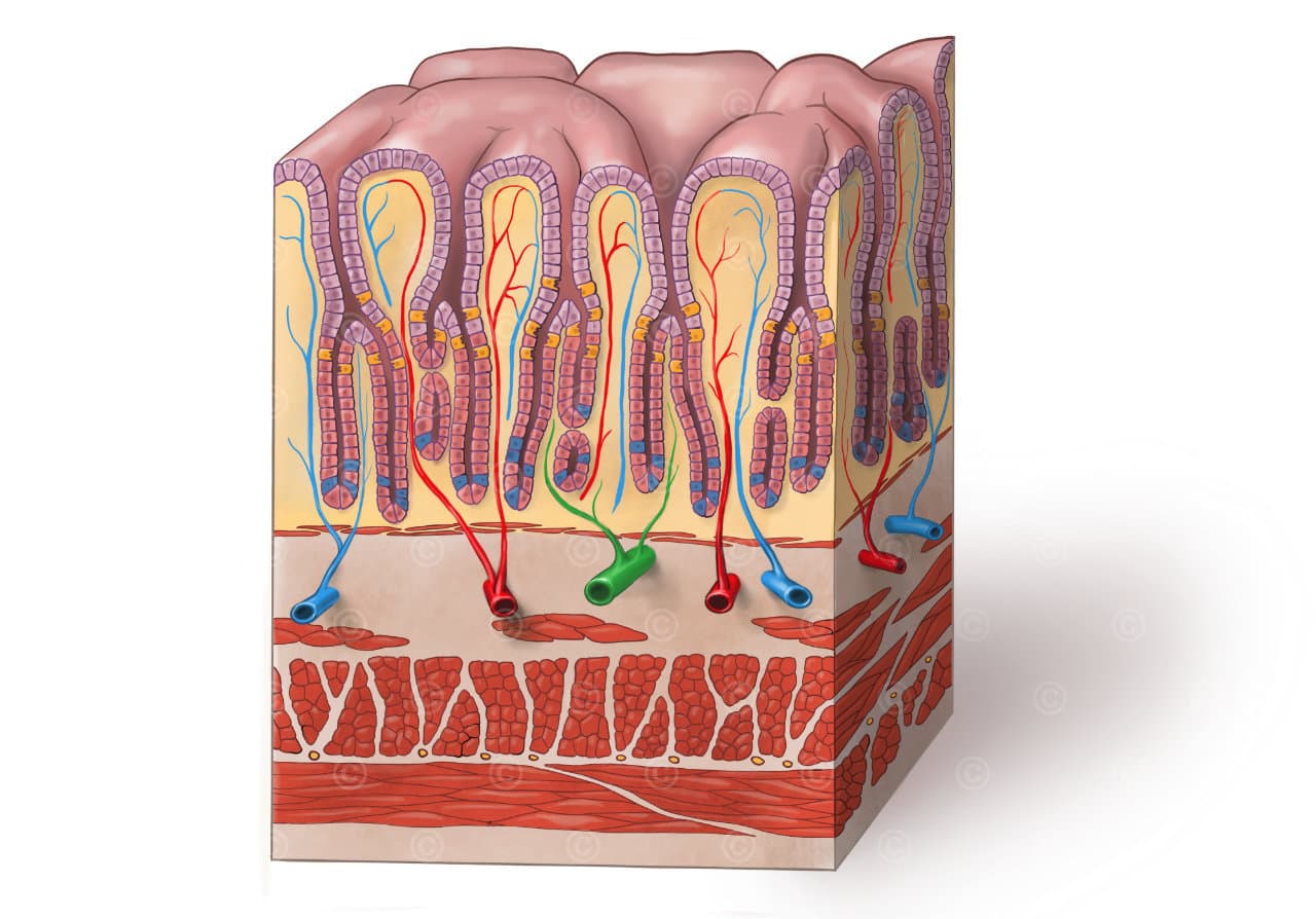 Gastric glands