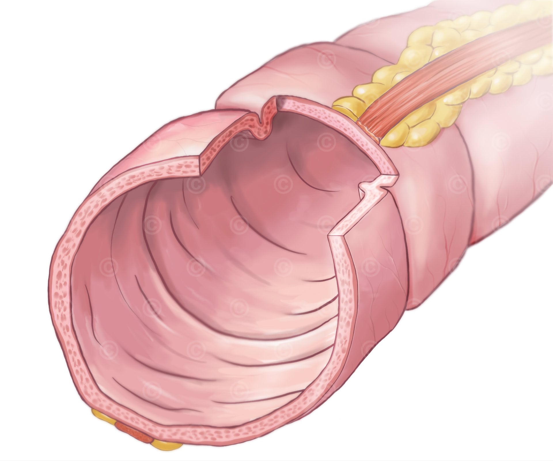 anatomische Grafik Dickdarm