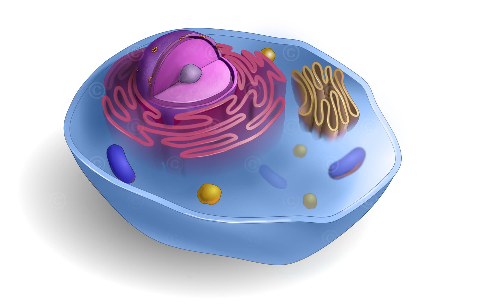 Anatomy of a cell
