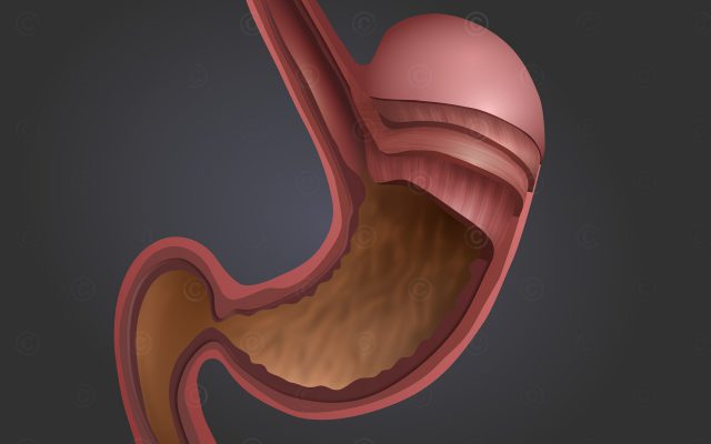 Grafik Anatomie des Magens