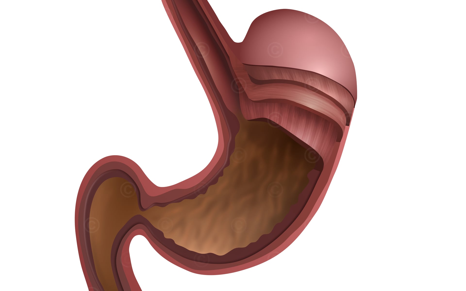 stomach anatomy layers white