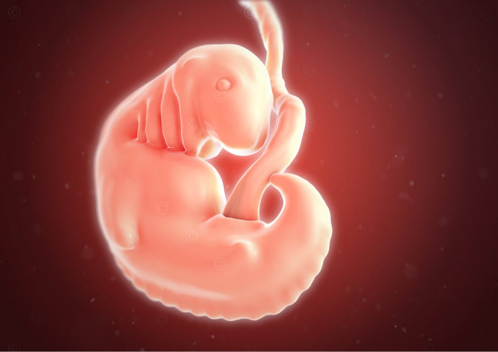 Ab Wann Sieht Man Den Embryo In Der Fruchthöhle Illustrationen Entwicklung Embryo und Fötus - MedicalGraphics