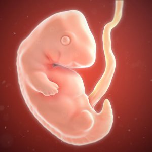 Embryo 7th week of pregnancy