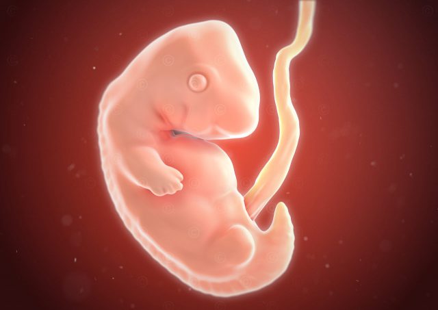 Illustrationen Entwicklung Embryo und Fötus