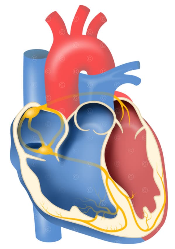 reizleitungssystem herz nerven