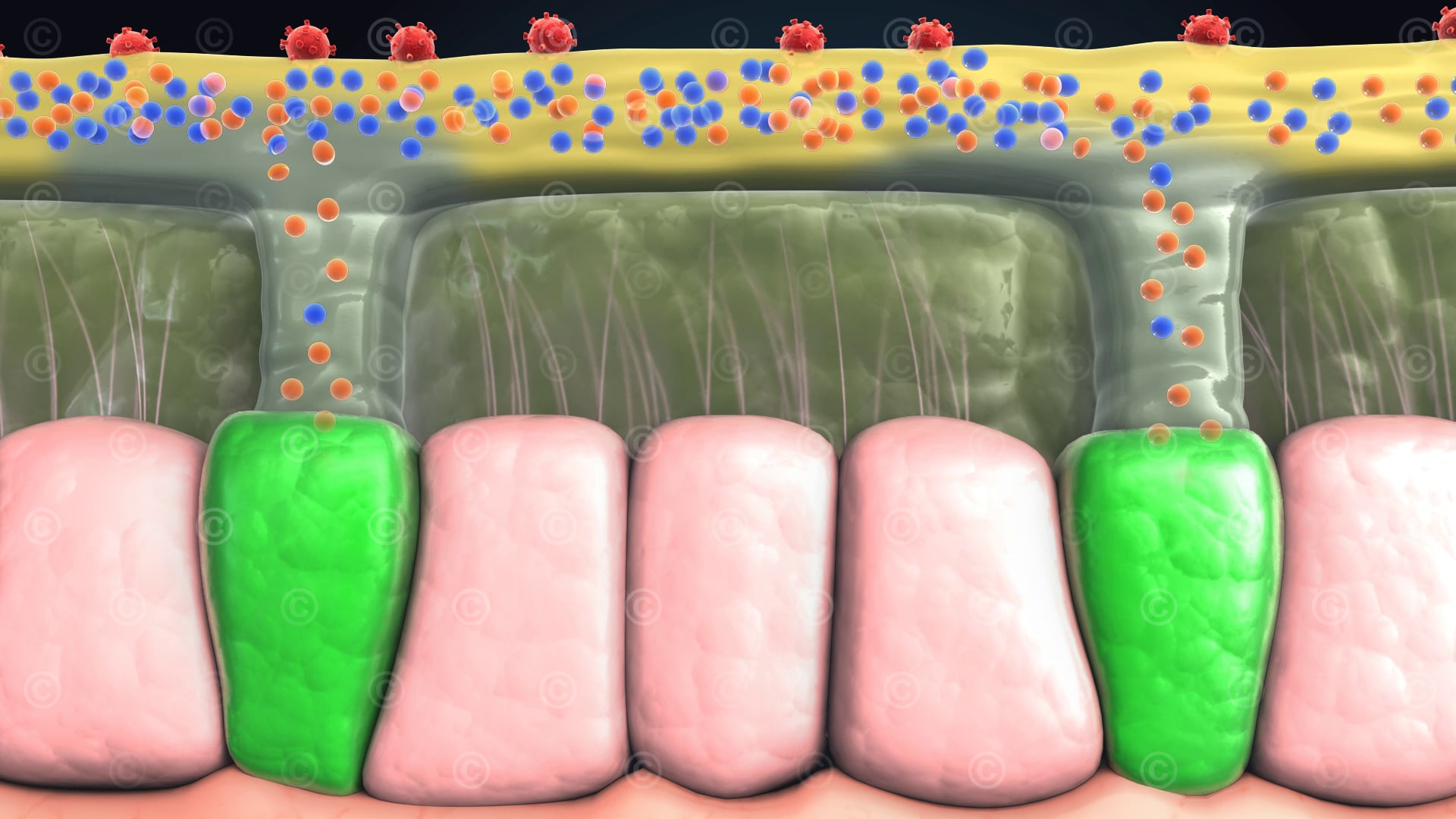 change in the composition of the mucus 