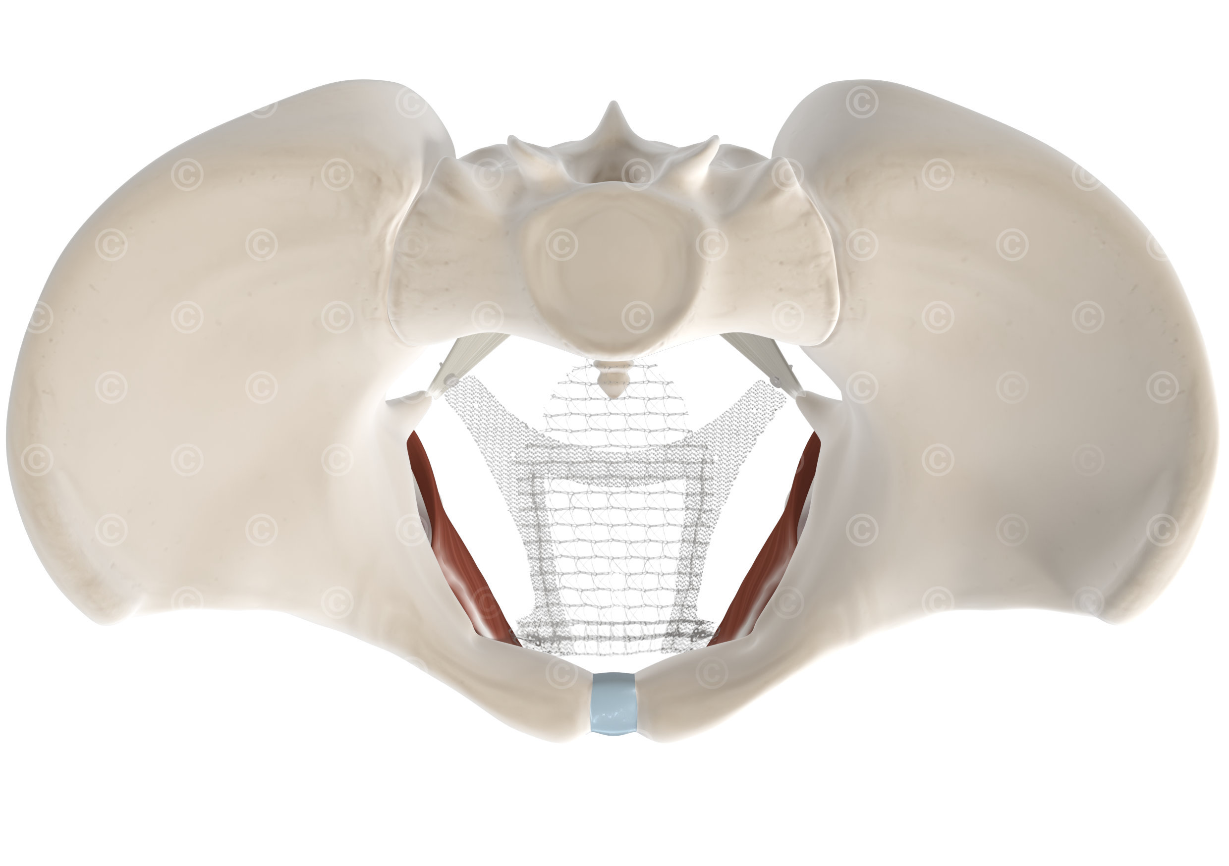 mesh pelvic floor