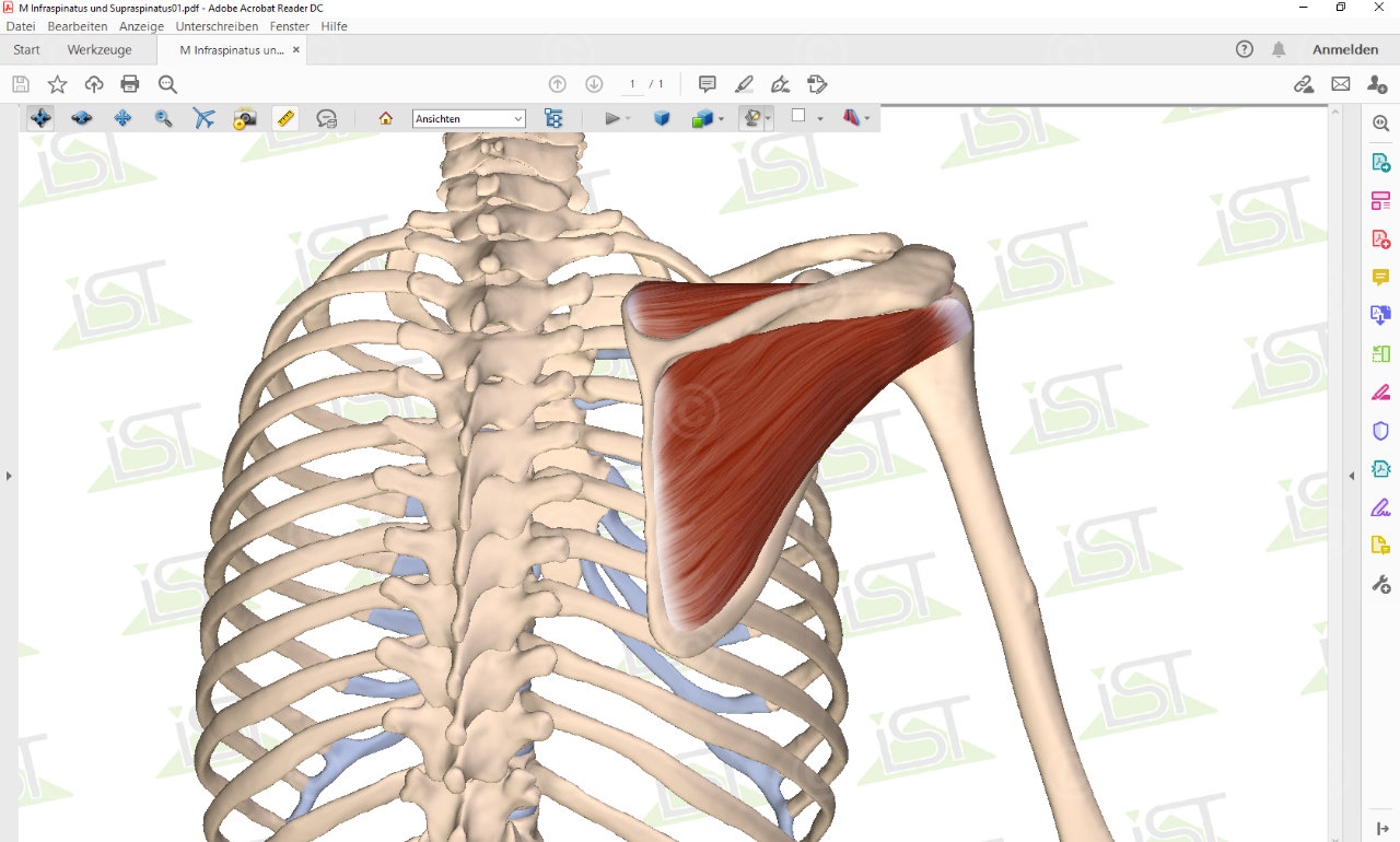 Infraspinatus und Supraspinatus