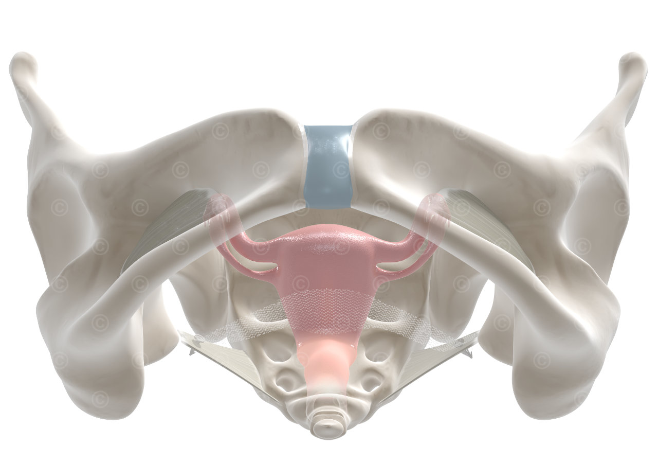 sacrospinal ligament anchorage system pelvic floor prolapse bottom
