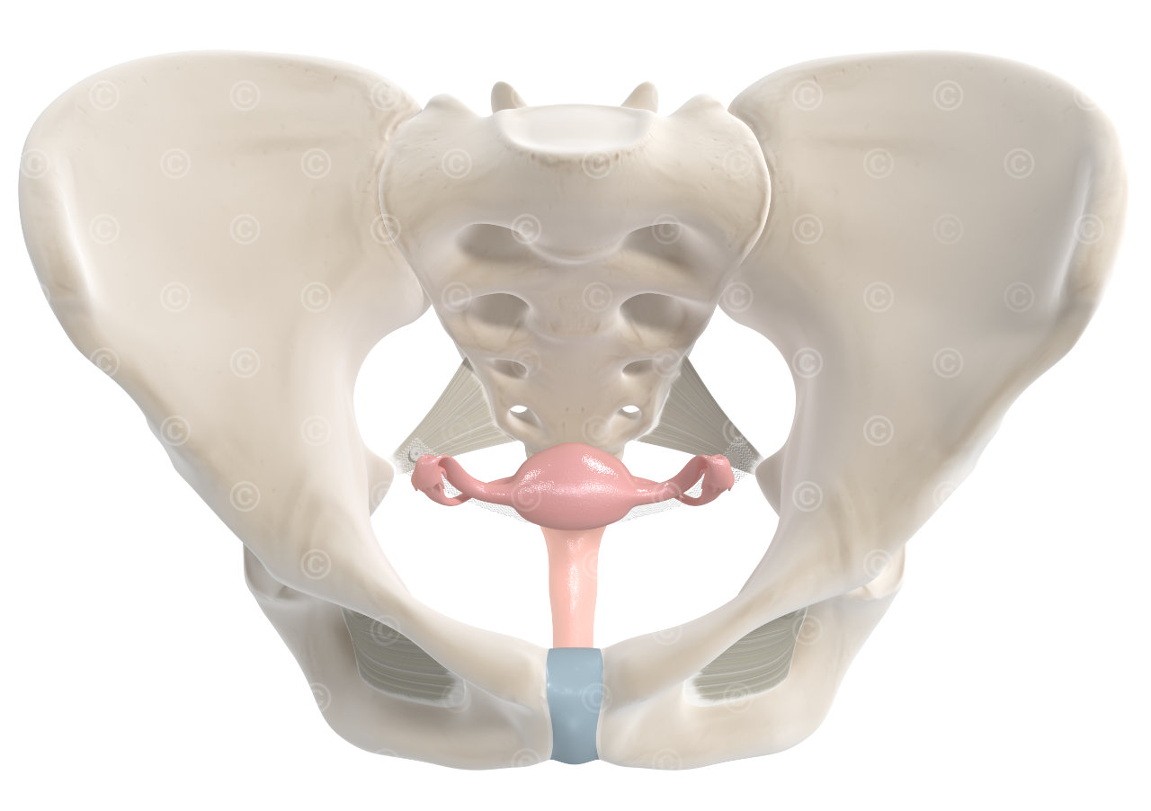 sacrospinal ligament anchorage system pelvic floor prolapse top