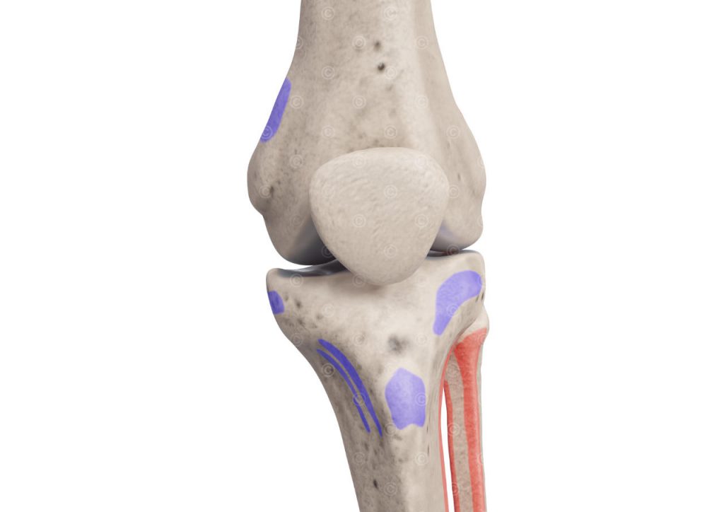 Muskelansätze Knie frontal