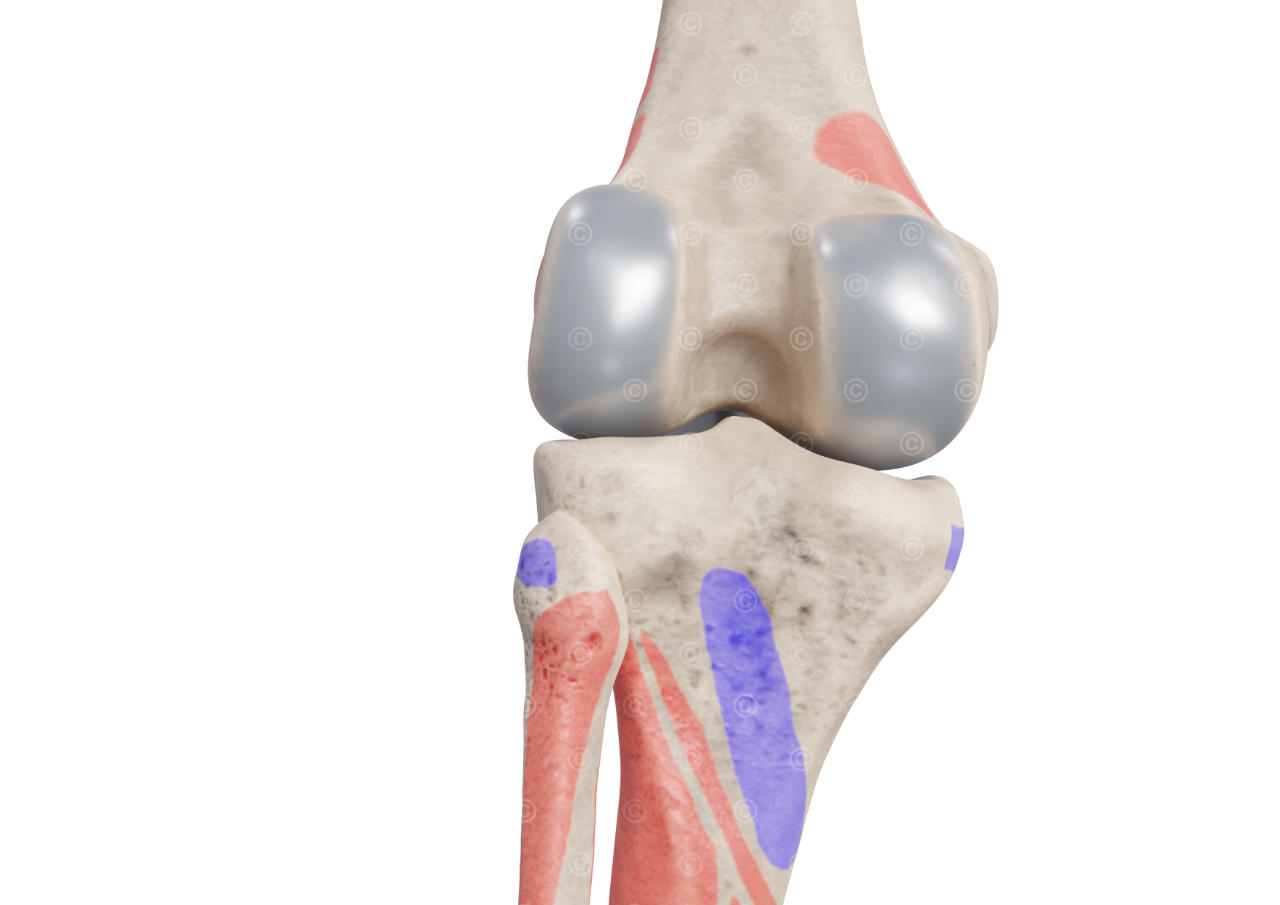 Ursprung + Ansatz Muskeln Knie von posterior