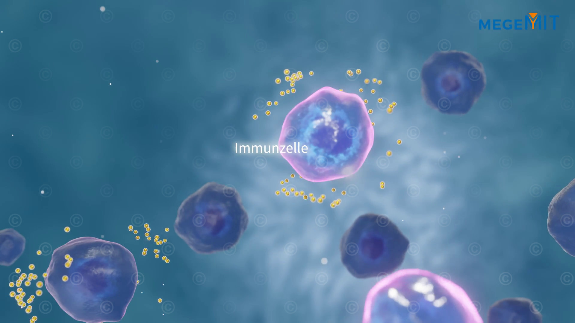 Activated immune cells release cytokines, which in turn activate immune cells