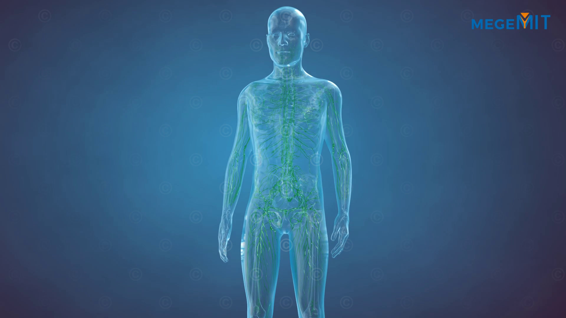 Lymphatic system in a transparent human