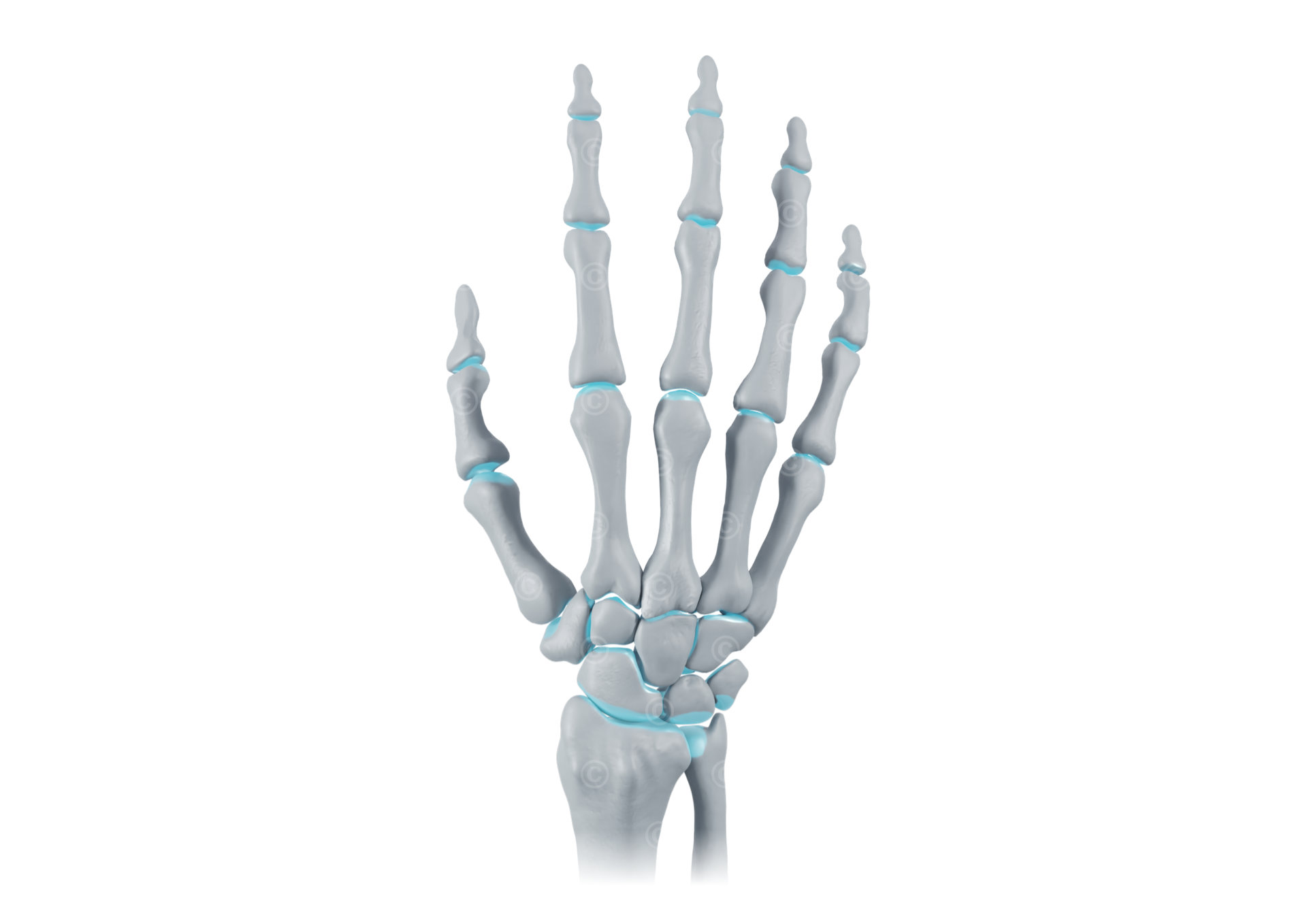 healthy skeleton joints hand