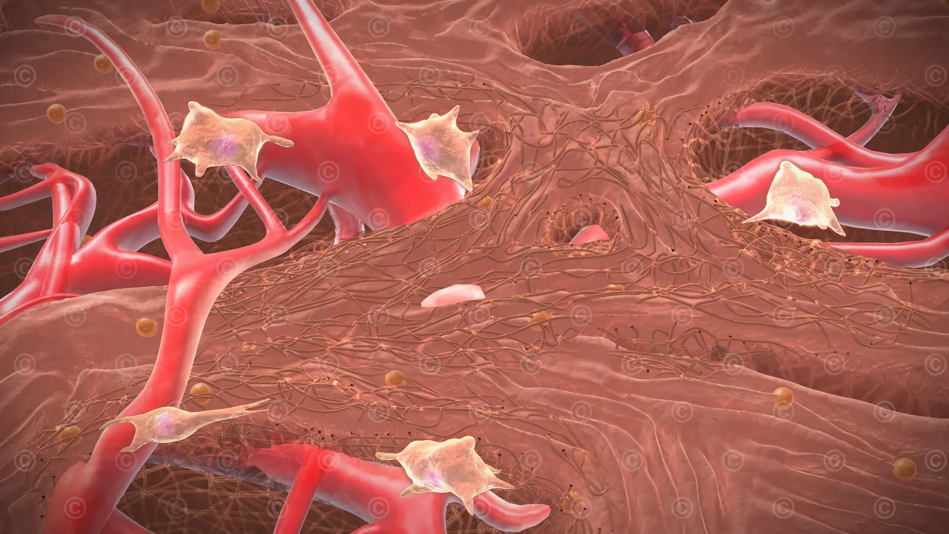 Wunde Fibroblasten Blutgefäße Bildung Granulationsgewebe