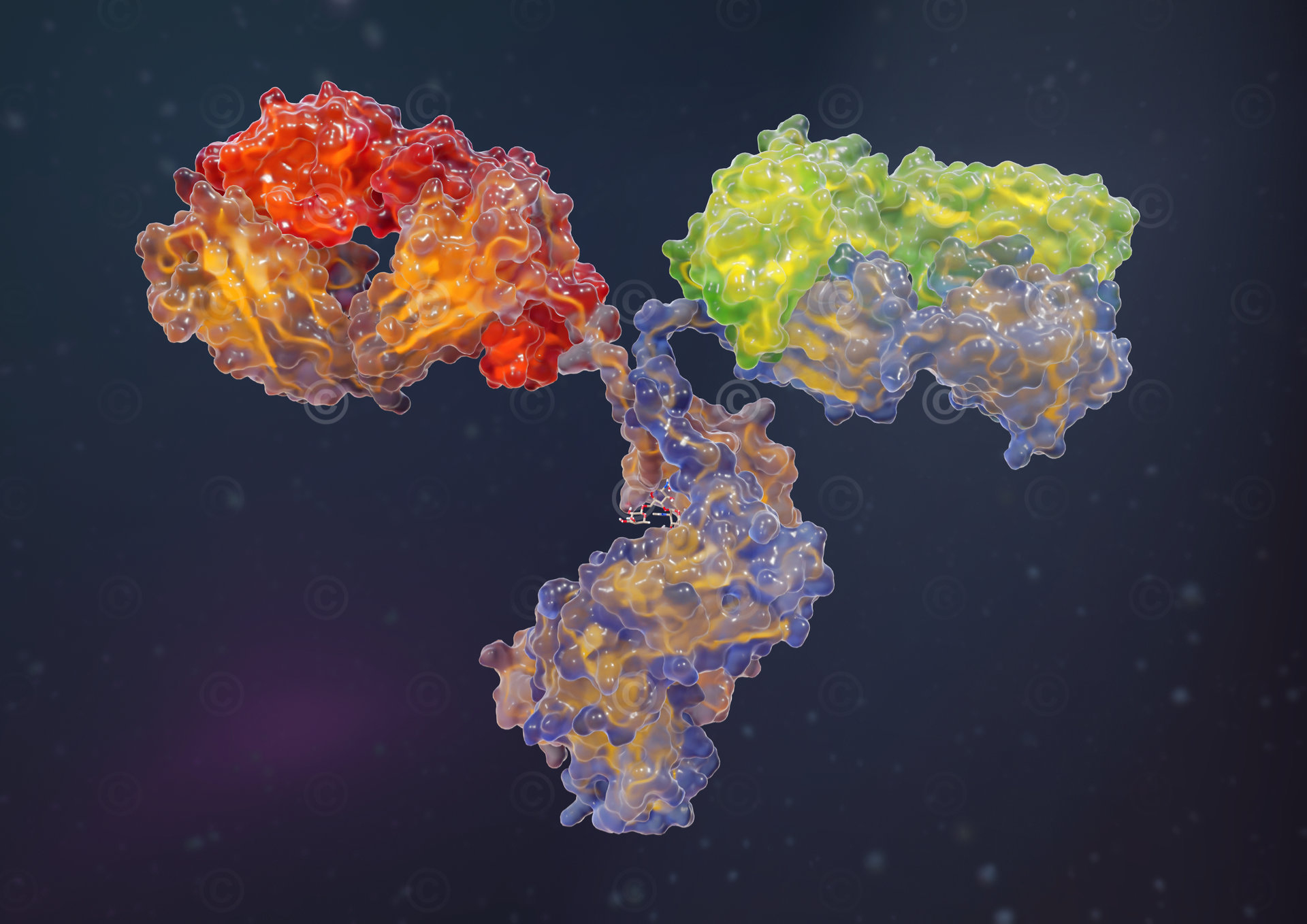 Antigen illustration