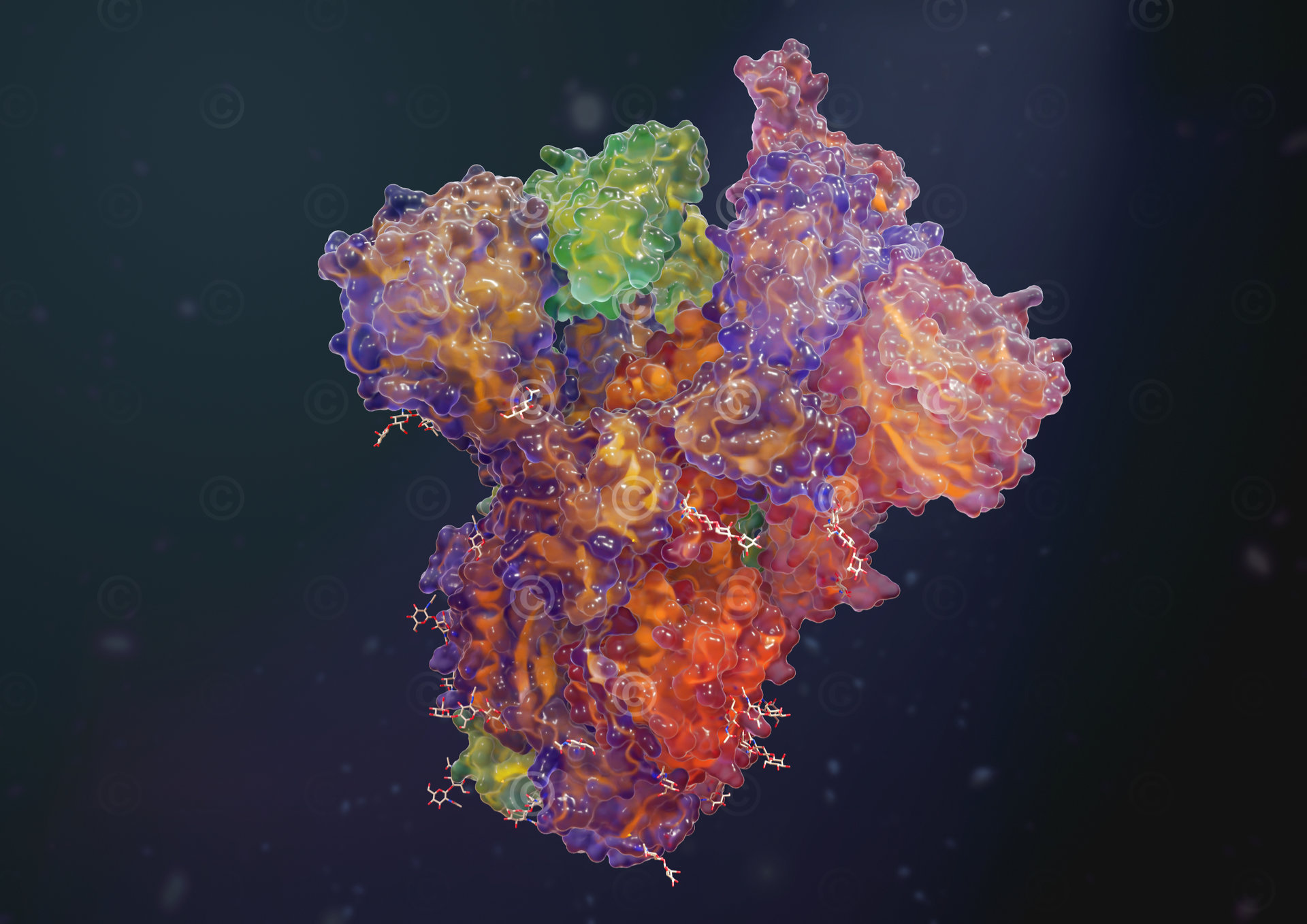 sars cov2 spike protein