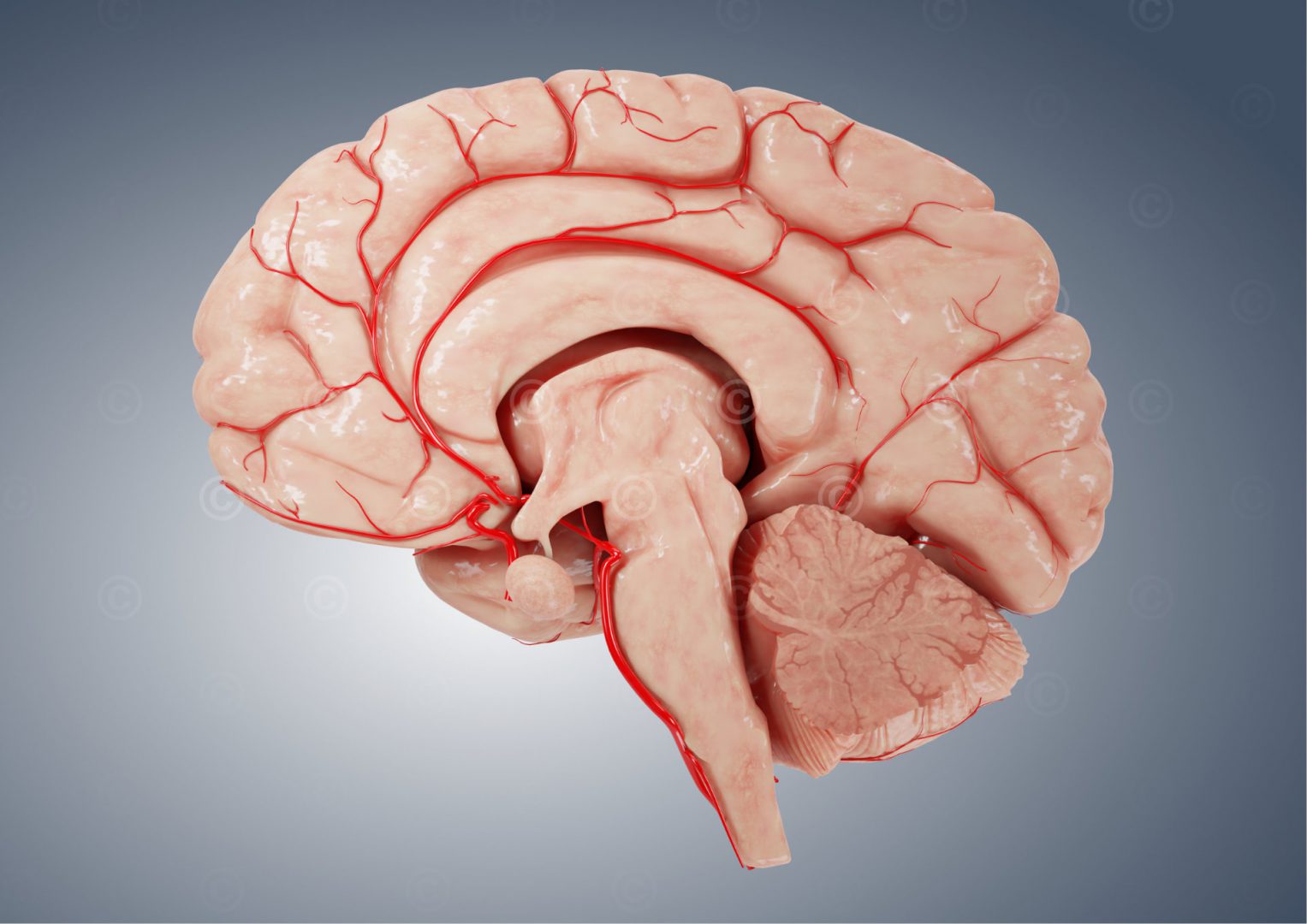 Gehirn mit Arterien - Sagittalschnitt