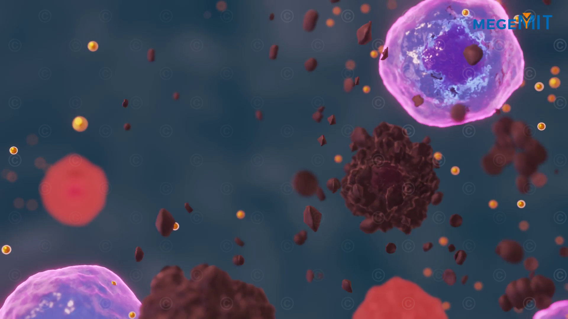 Immune cells damage the body's own cells