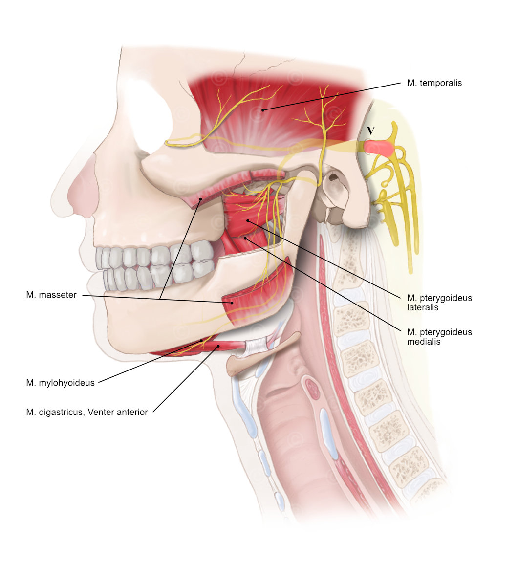 anatomie nerv trigemnial nerve muskeln oberflaechlich