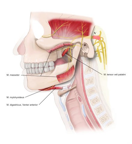 Trigeminal nerve and innervated muscles