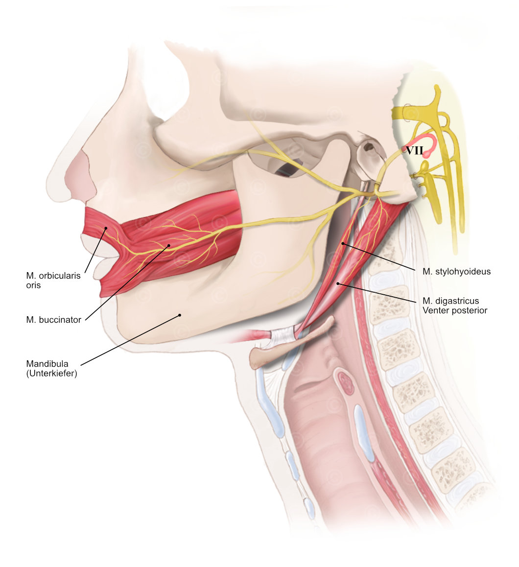 nervus facialis course innervation