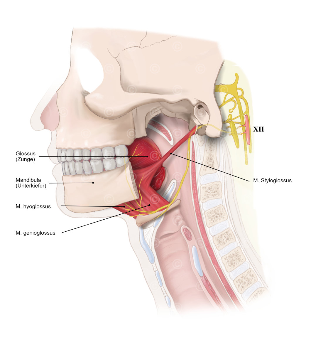 hypoglossal nerve verlauf innervation