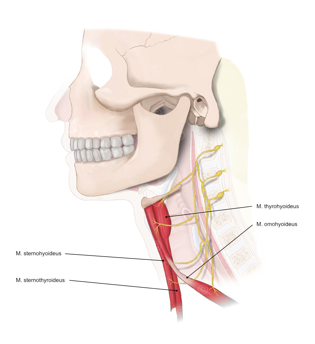spinal nerves c1 c2 c3 innervated muscles
