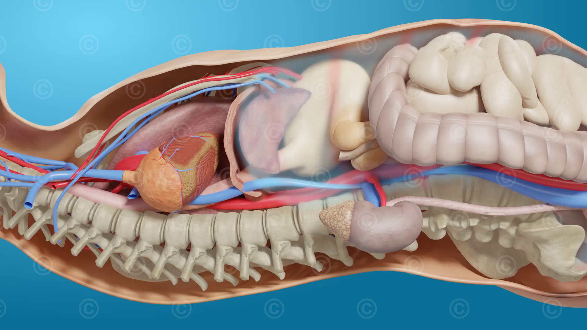 Increase in intrathoracic pressure