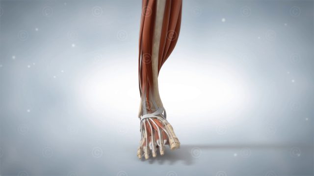 Animation instability ankle joint