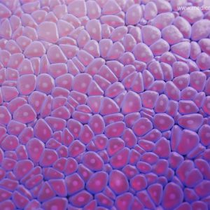 Histologie Zellen - blau