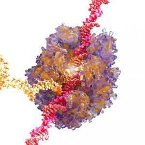 RNA Polymerase