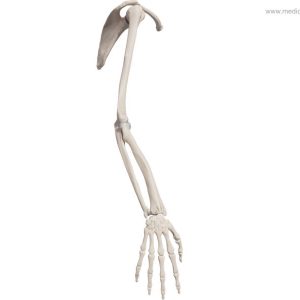 Arm Skelett - lateral
