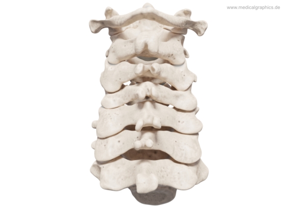 Free Illustration Cervical spine - posterior