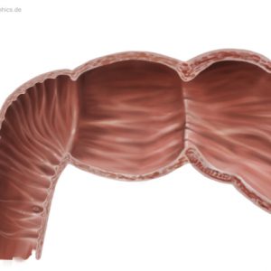 Duodenum