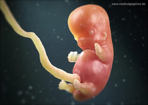 Free Illustration Embryo - 8th-week - dark