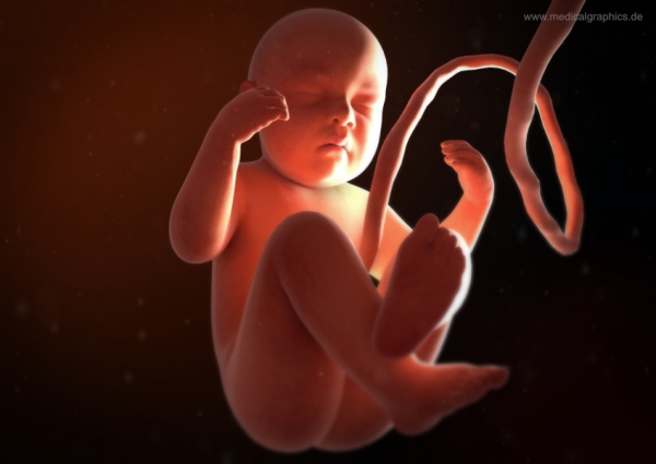 Free Illustration Fetus (front)