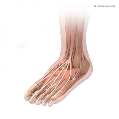 Free Illustration Foot with muscles and bones