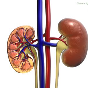 Anatomie der Niere