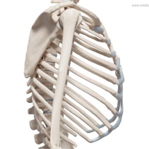 Skelett Brust - lateral